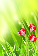 Fotomurales - Sunny spring background with three tulip flowers of red color. Vertical summer banner with tulips on abstract greenery backdrop