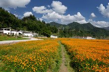 Orange Flowers Everywhere And Cloud And Mountains In Countryside