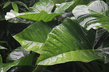  Photo of Colocasia Esculenta (taro leaves) exposed to rain, causing water droplets on the leaves