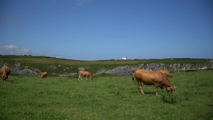 Poster - Brown cows grazing on green meadow against autumn forest