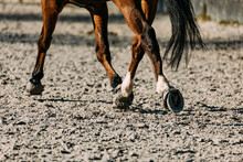 Closeup Shot Of A Beautiful Horse On The Riding Arena