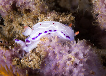 Cape Dorid (Hypselodoris Capensis) Nudibranch Underwater, A White Bodied Sea Slug With Purple Spotted Margin And White Lines And Red Spots
