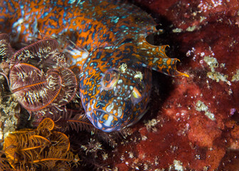 Wall Mural - Klipfish (Clinus venustris) a bright colored fish with orange pattern on its skin