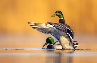 Wall Mural - mallard duck ( anas platyrhynchos ) in beautiful morning light