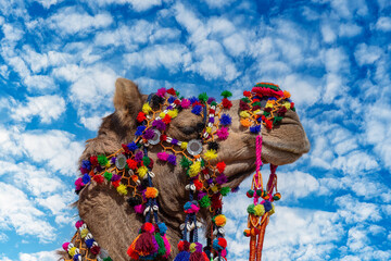 Wall Mural - Decorated camel head in desert Thar during the annual Pushkar Camel Fair near holy city Pushkar, Rajasthan, India