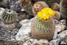 Blossoming Cactus With Yellow Flowers