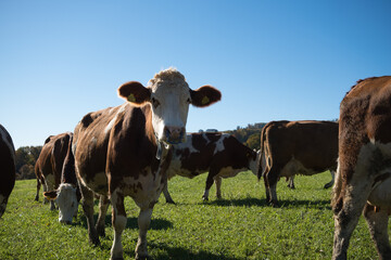 Herd of cows in a sunny meadow