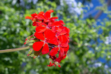 Close Up Of Red Geranium Flower. Selective Focus