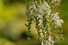 A Bunch Of Wisteria White Flower Buds Closeup Blurred Background