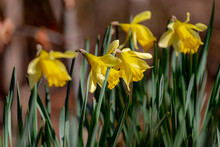 Selective Focus Of Narcissus On The Field, Daffodil Is A Genus Of Predominantly Spring Perennial Plants Of The Amaryllis Family, Yellow Flowers And Green Leaves In Garden, Natural Floral Background.
