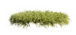 Flower bush shrub green tree isolated tropical plant with clipping path.