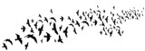 Fototapeta  - flying birds black, silhouette isolated vector