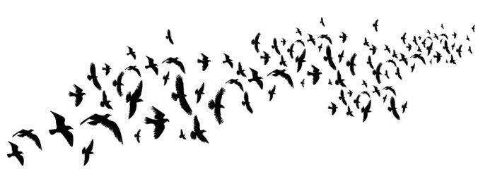 Sticker - flying birds black, silhouette isolated vector