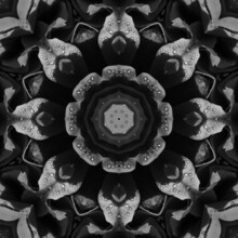 Abstract Background Of Bw Rose Flower With Water Drops Pattern Of A Kaleidoscope. Black White Monochrome Fractal Mandala. Kaleidoscopic Arabesque. Geometrical Ornament Floral Seamless Pattern