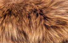 Animal Fur Close Up. Background Of Gray Sable And Red Fox Or Chinchilla Wool, Pile Fur Texture.