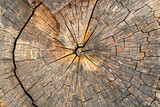 Fototapeta  - Pień drzewa kręgi tekstura