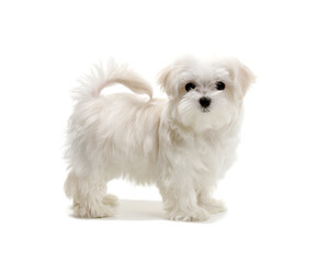 Wall Mural - Puppy Maltese lapdog isolated on white