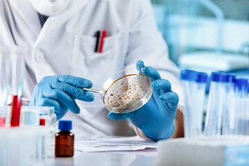 Wall Mural - Microbiologist working and examining mold and fungal cultures in petri dishes in the microbiology laboratory. Lab technician researching with petri plate for analysis in the laboratory microscope