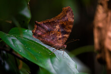 Question Mark Butterfly (Polygonia Interrogationis) Sit On A Green Plant , With Beautiful Blurred Background