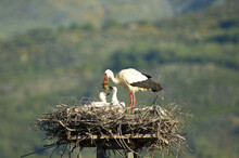 Closeup Of A White Stork Feeding Its Babies In A Nest Of Bare Branches
