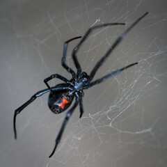 Sticker - Closeup shot of a black widow spider on a web