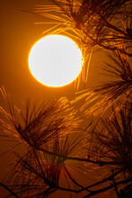 Vertical Shot Of A Bright Shining Sun In An Orange Sky And Tree Branches