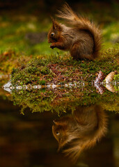 Poster - Vertical shot of red squirrel sitting next to the water