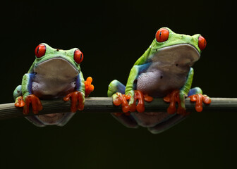 Close-up shot of red-eyed green tree frogs on a branch on a black background