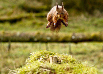 Poster - Red squirrel jumps through the forest