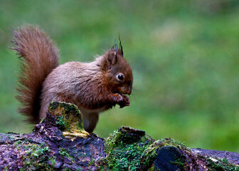 Poster - Closeup shot of a red squirrel sitting on the trunk of a dry tree