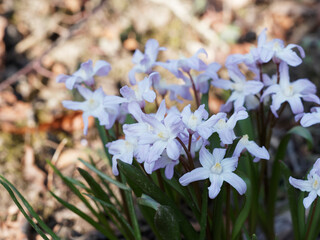 Poster - Tapis fleuri de chionodoxa lumineuse ou Gloire des Neiges (Chionodoxa luciliae). Fleurs étoilées rose pâle lavé de blanc, gorge blanche, courtes étamines jaunes sur tige pourprée