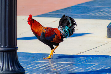 Canvas Print - Closeup shot of a colorful rooster