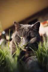 Close up shot of a grey cat on the grass on a sunny day