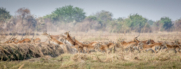 Poster - Herd of pukus galloping in the steppe