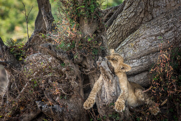 Sticker - closeup of a furry lion cub laying on a tree trunk, zambia