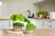 Containers of microgreens and pots of lettuce and cilantro on the table in the kitchen. Home vegetable garden with useful herb for cooking food.