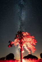 Tree In Red Light Under The Milky Way