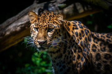 Poster - Closeup photo of an amur leopard