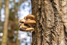 Closeup Shot Of Tree Mushrooms