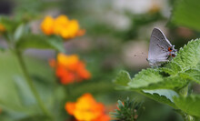Close-up Shot Of A Gray Hairstreak Butterfly In A Blurry Background.