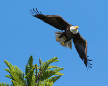 Low Angle Shot Of A Beautiful Bald Eagle Flying In A Blue Sky Over Florida