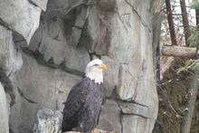 Shallow Focus Shot Of A Bald Eagle Perched On Rocks During Daytime In The Aviary At The Zoo