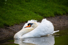 Close Up Young Swan Portrait Grey Nature Spring Birds Wild Life