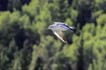 Wall Mural - Shallow focus shot of a gull flying in the sky on green blurred background