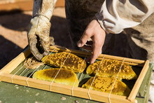 Beekeeper Working With Beehive Frame Full Of Honey Bee Comb