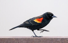 Closeup Shot Of A Red Winged Black Bird