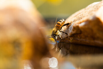 Canvas Print - Macro view of an Africanized bee worker on the rock (killer bee) gathering water