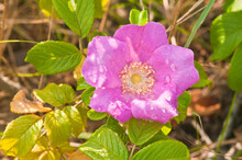 Top View Close Distance Of A Pink, Wild Rose In Shade And Sunlight, After A Rain Storm