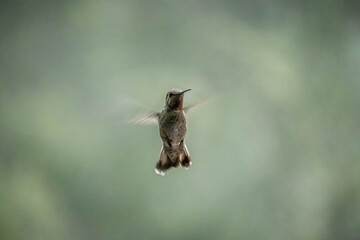 Poster - Hummingbird flying in a blurry background.