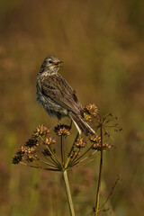 Wall Mural - Vertical shot of a meadow pipit in a forest during the day